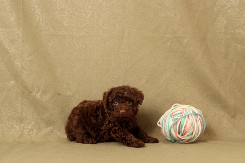 puppy, for, sale, Toy Poodle, Matthew B. Stoltzfus, dog, breeder, Gap, PA, dog-breeder, puppy-for-sale, forsale, nearby, find, puppyfind, locator, puppylocator, aca